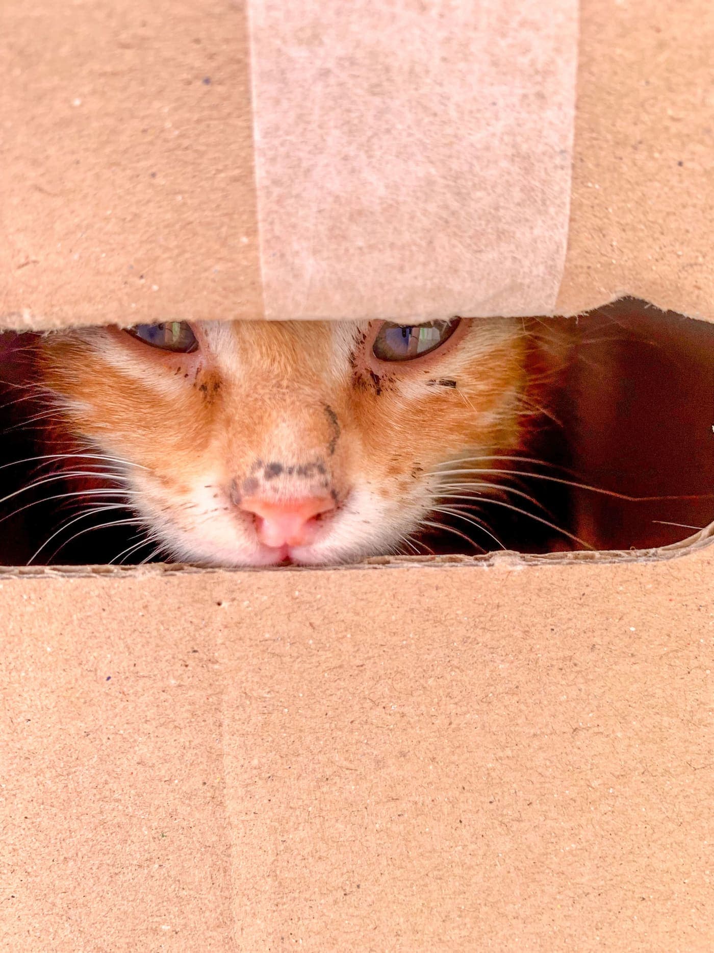 Gato asomándose de una caja