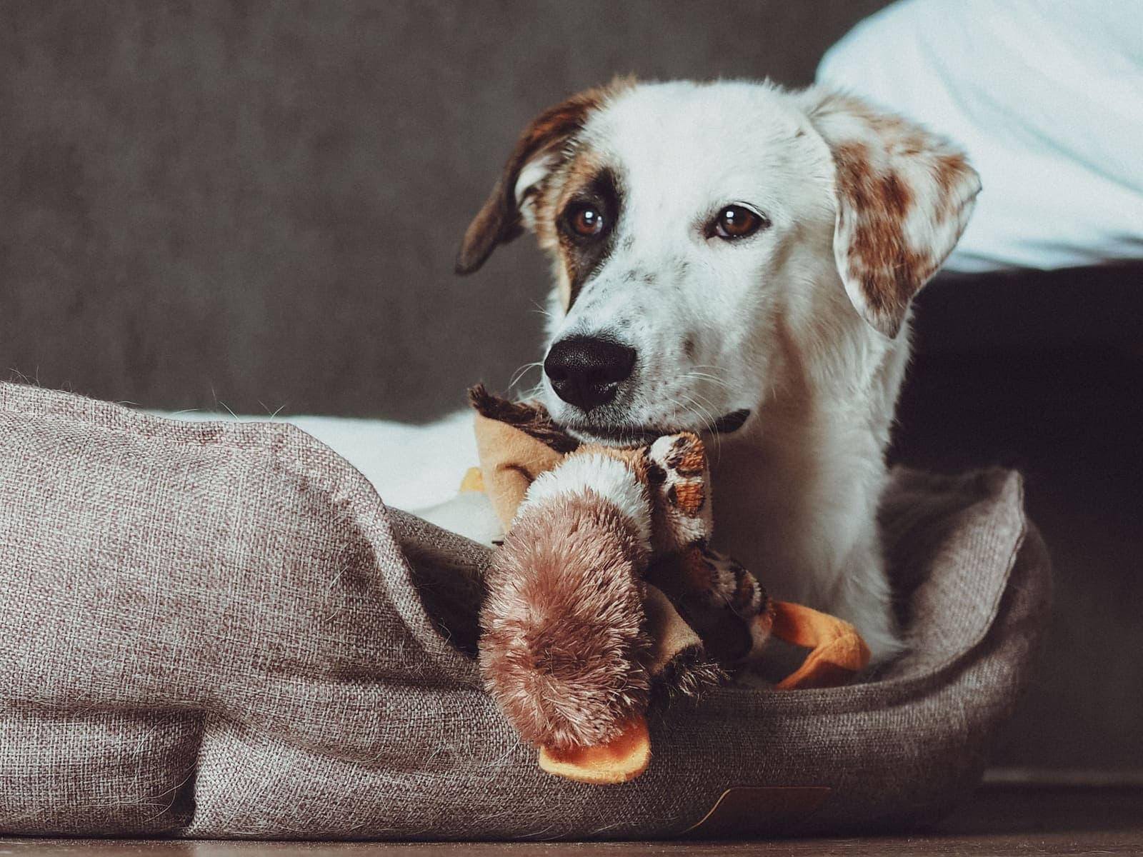 Perro mestizo en su cama